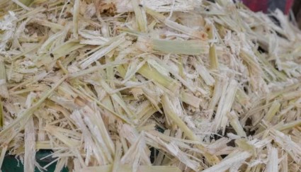 تفل قصب السكر