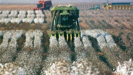 حليج الأقطان