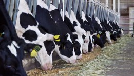  الإنتاج الحيواني