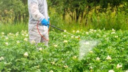 معالجة البذور بالمبيدات الحشرية