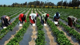 قطاع الزراعة 