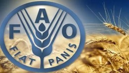 الفاو