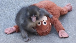 القرد الياباني بانش