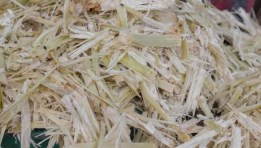 تفل قصب السكر