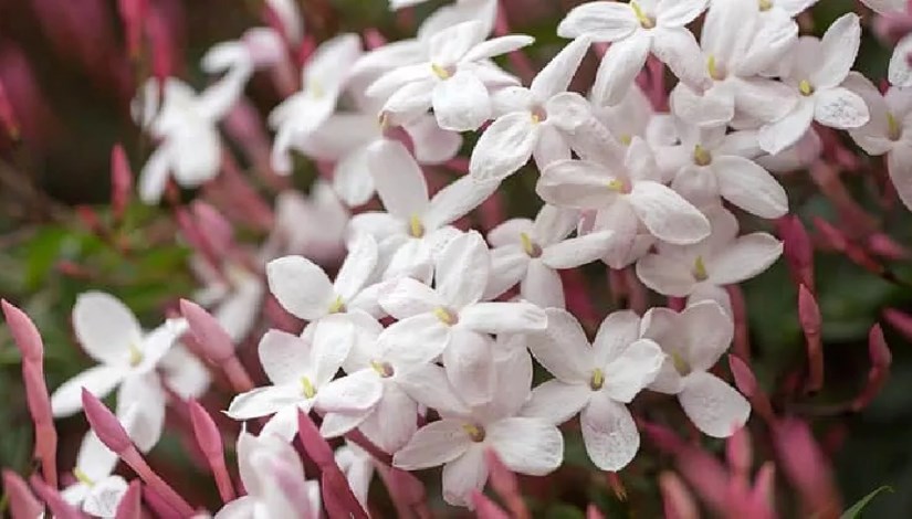 زراعة الياسمين في مصر