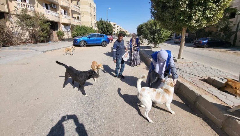 تعقيم الكلاب في الشوارع