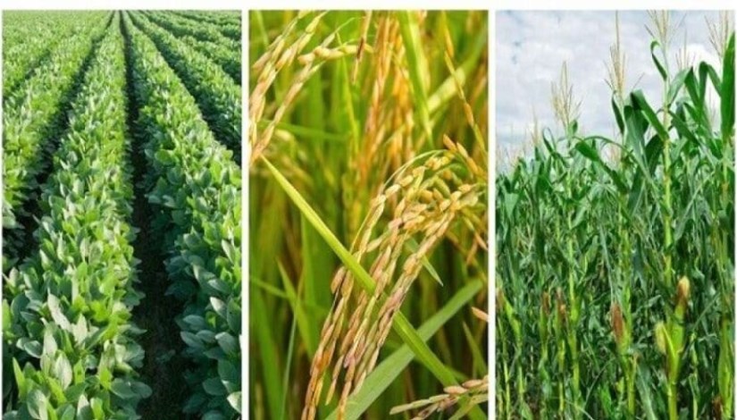 محاصيل زراعية 