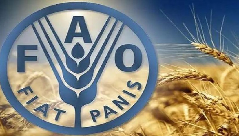 الفاو