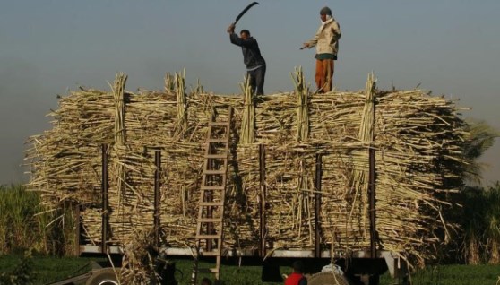 توريد قصب السكر 