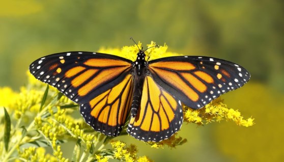 الملقحات الزراعية