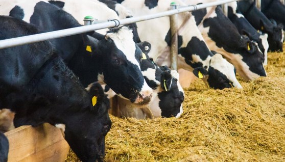 أعلاف الماشية