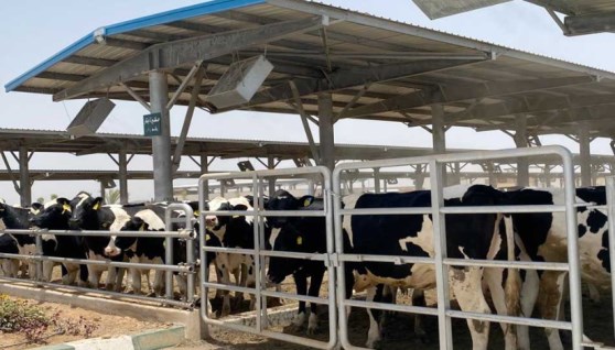 الانتاج الحيواني