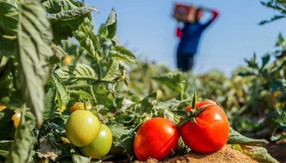 الكشري من أكثر المنتجات المستهلكة للطماطم في مصر- صورة أرشيفية