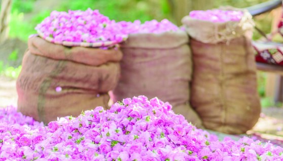 الاسثتمار من وزراعة الورد