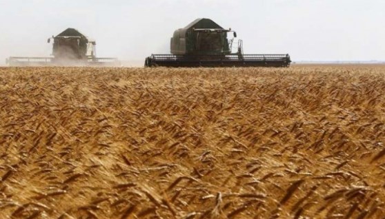 القمح في مصر