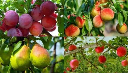  الفاكهة المتساقطة