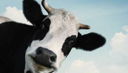 البقرة ميسي