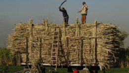 توريد قصب السكر 