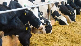 أعلاف الماشية