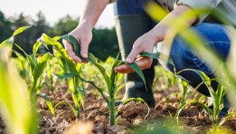 محاصيل زراعية