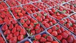 الفراولة المجمدة 