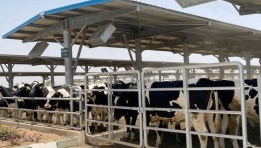 الانتاج الحيواني