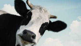 البقرة ميسي