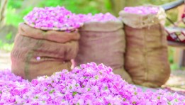 الاسثتمار من وزراعة الورد