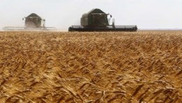 القمح في مصر