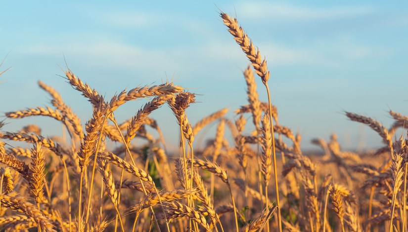 أسعار القمح