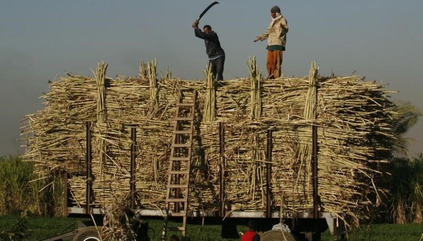 توريد قصب السكر 