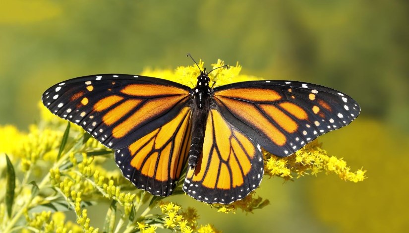 الملقحات الزراعية