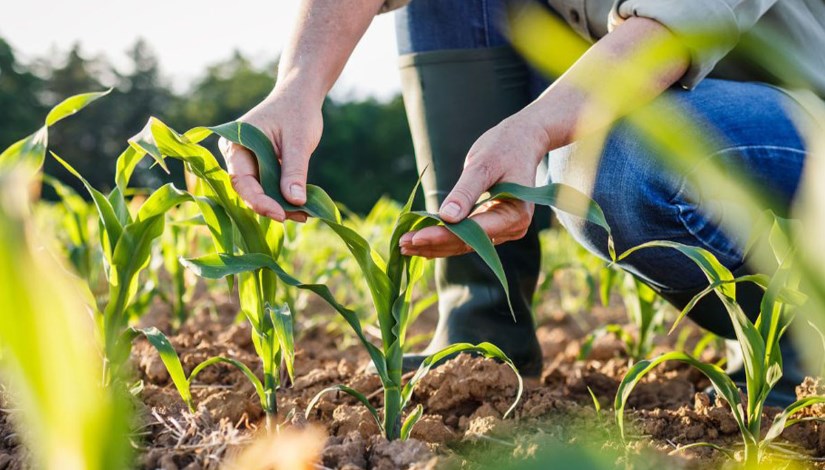 محاصيل زراعية