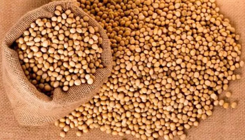 بذور الصويا