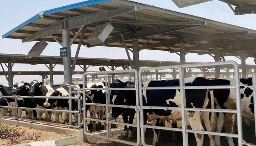 الانتاج الحيواني