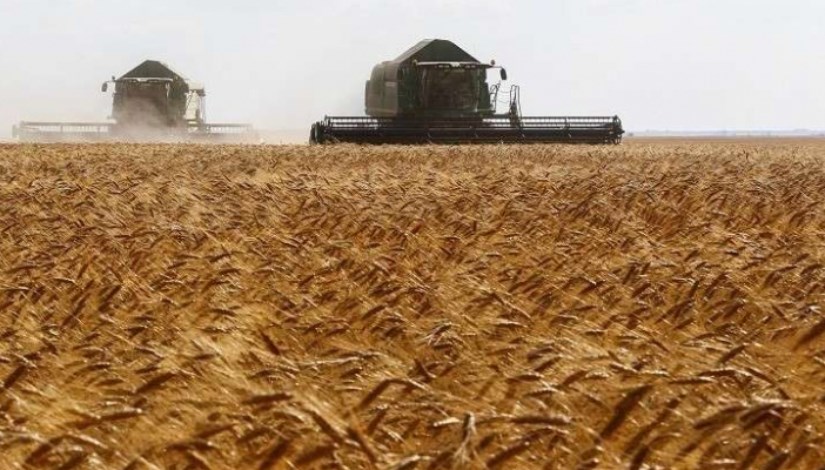 القمح في مصر