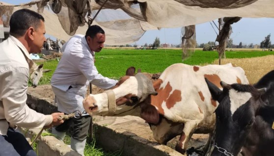 تحصين المواشي
