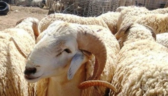 أغنام - أرشيفية