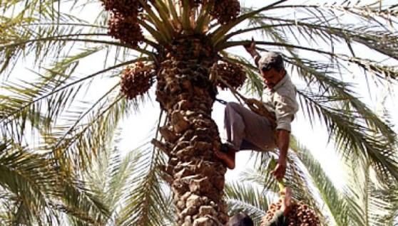 عمال زراعة ورعاية نخيل 