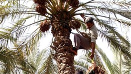 عمال زراعة ورعاية نخيل 