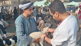 تحصين الماشية في الجيزة 