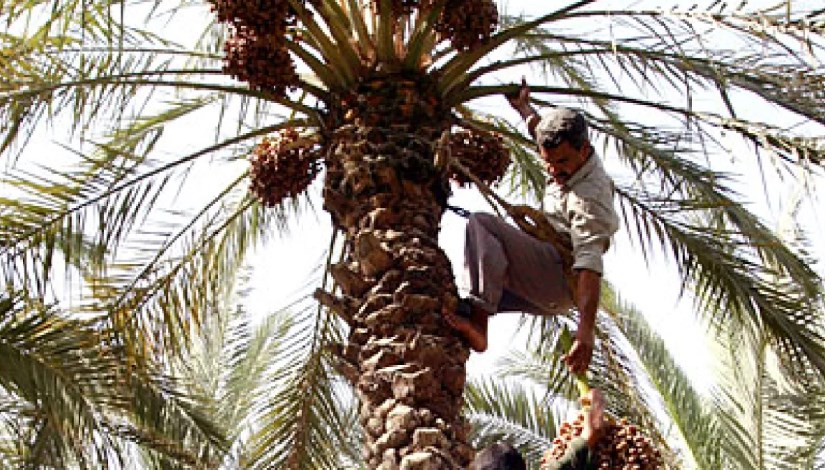 عمال زراعة ورعاية نخيل 