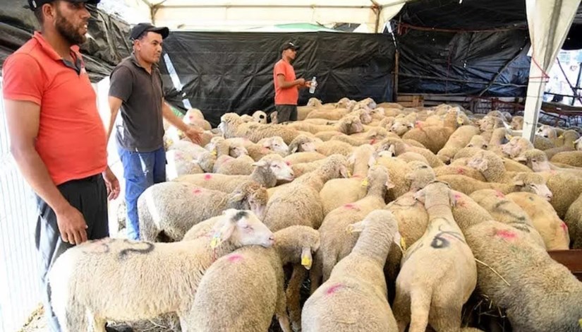 أسعار الأضاحي في مصر