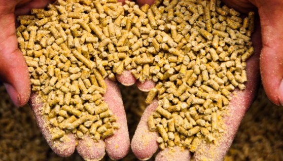 أعلاف الدواجن