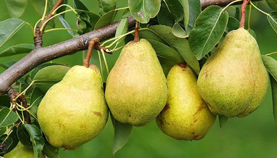 كمثرى