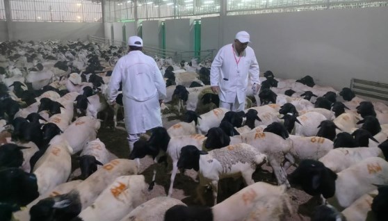  أعمال البعثة المصرية للإشراف على الهدي والأضاحي بالمملكة العربية السعودية