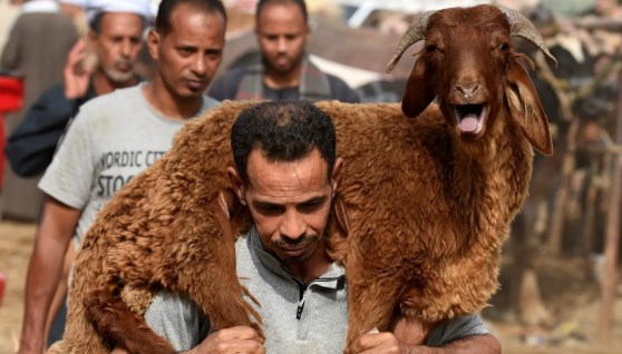الأضحية