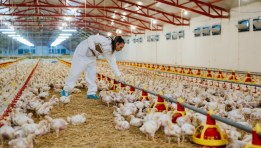 فرصة عمل بشركات الدواجن 