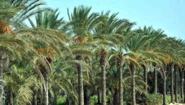 نخيل البلح 
