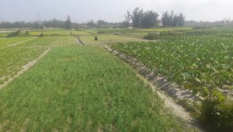 تربة